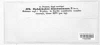 Ophiobolus disseminans image